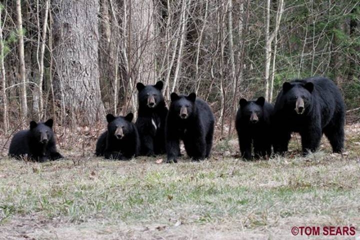 Bears