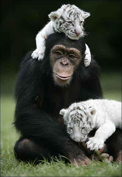 Chimp & Tiger Cubs