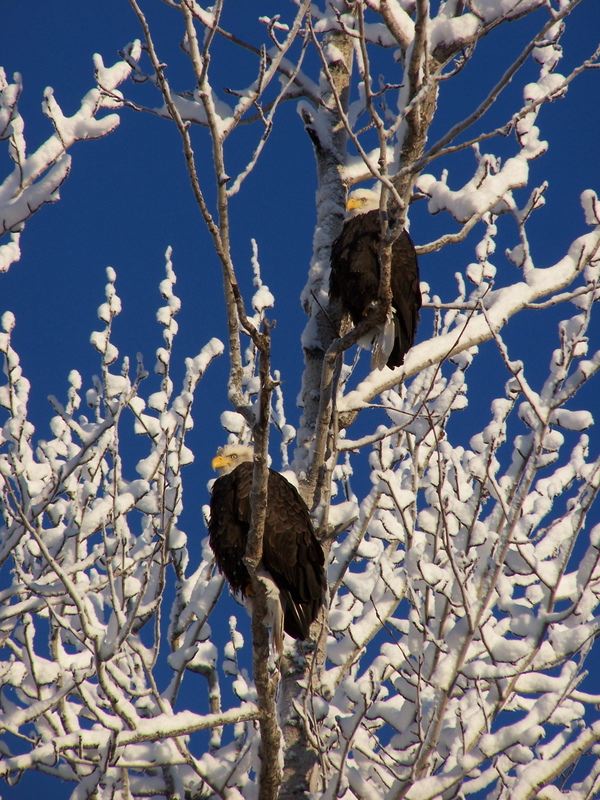 Eagles in the Northwoods near Minocqua, WI.  