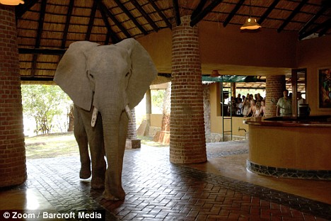 Elephants - What a Sight to Witness...