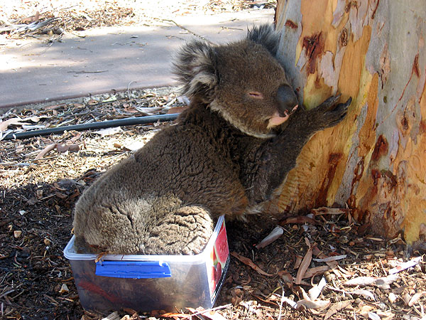 Heat Wave in Australia