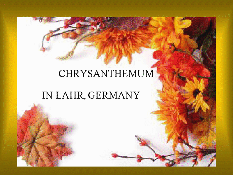 Chrysanthemum Festival in Lahr - Germany