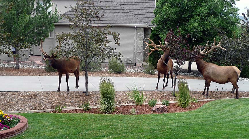 Street Gangs in Helena, Montana