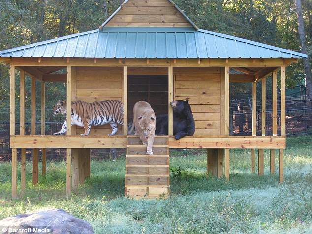  Lions, Tigers and Bears - Best Friends?