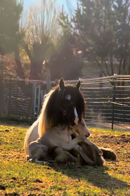 Mom's Lap