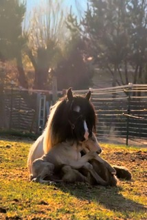 The Wonderful Kingdom of Animals