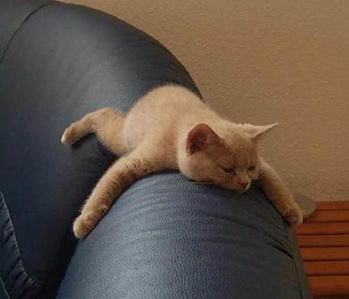  Sleeping as a Form of Art